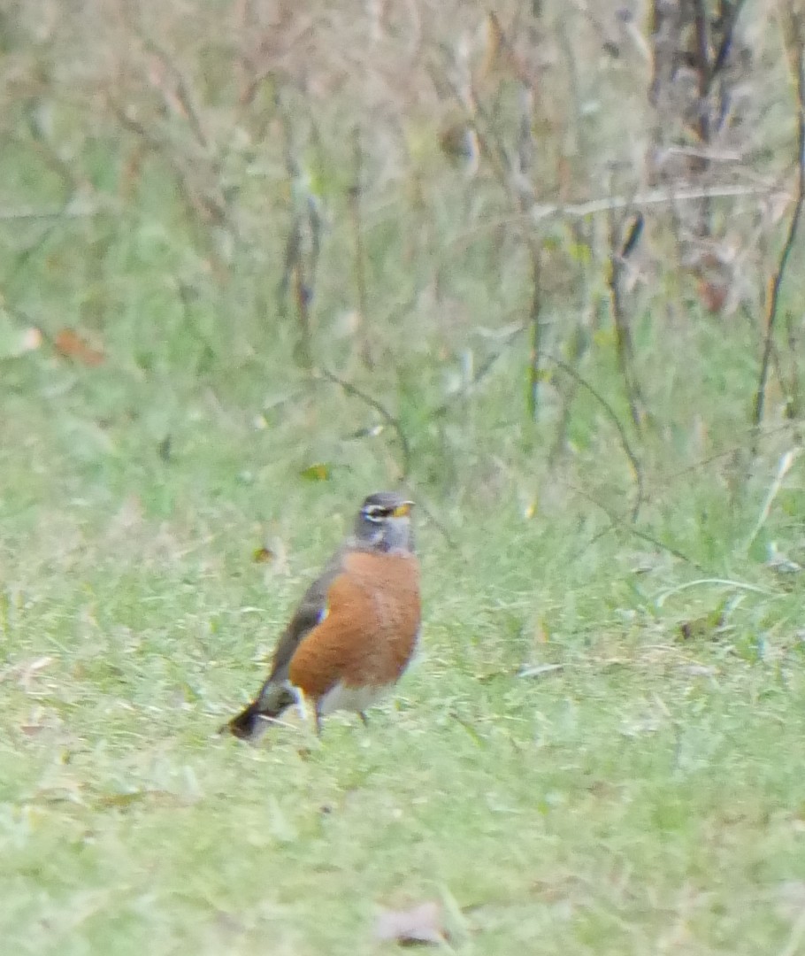 American Robin - ML644480773