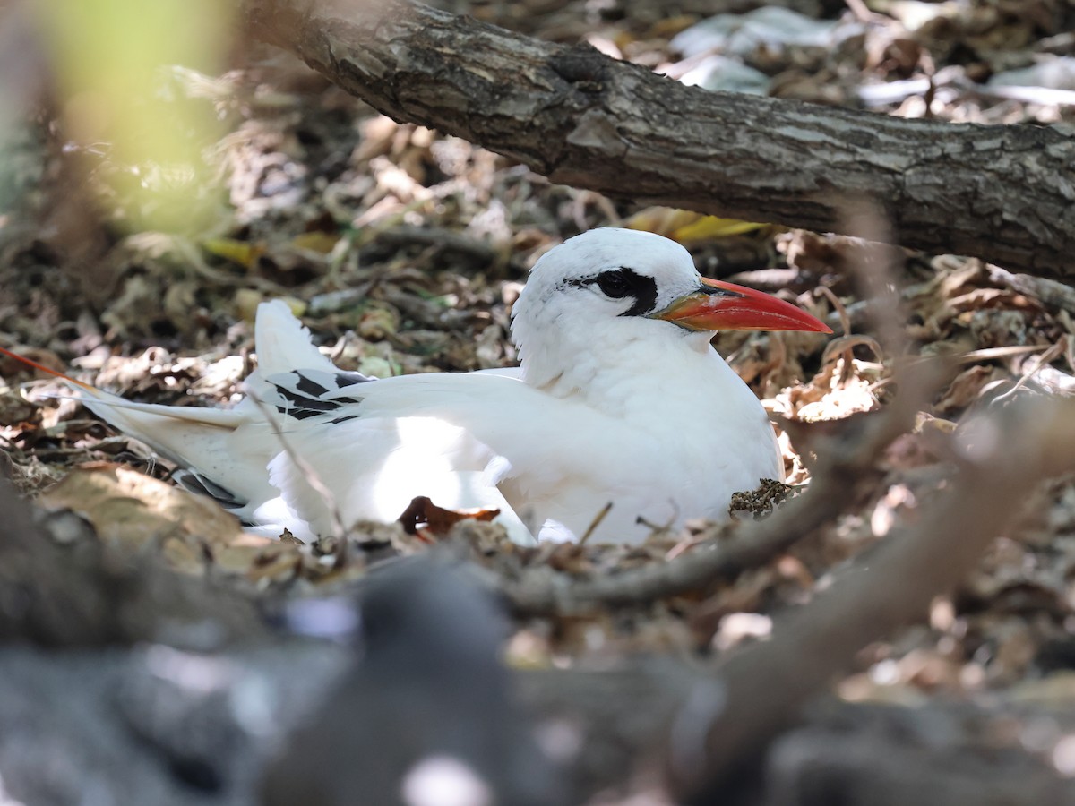 Red-tailed Tropicbird - ML644480776