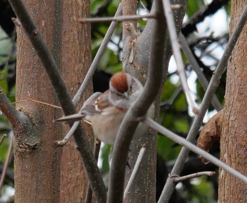 American Tree Sparrow - ML644480779