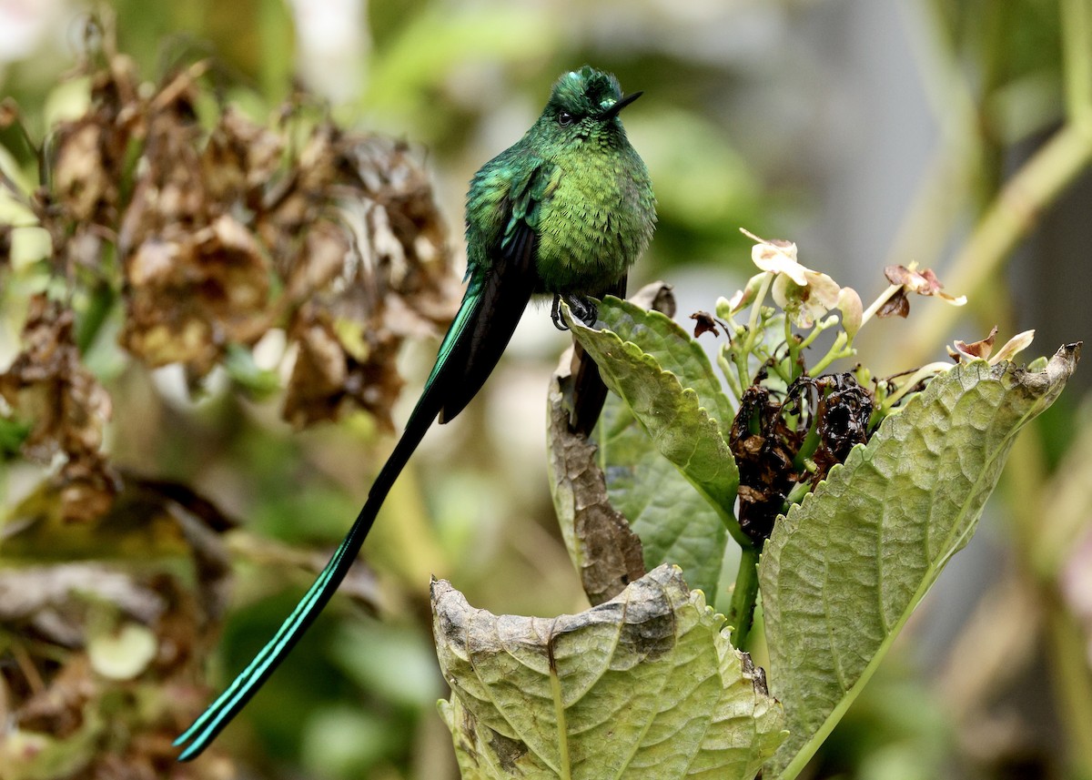 Long-tailed Sylph - ML644480781