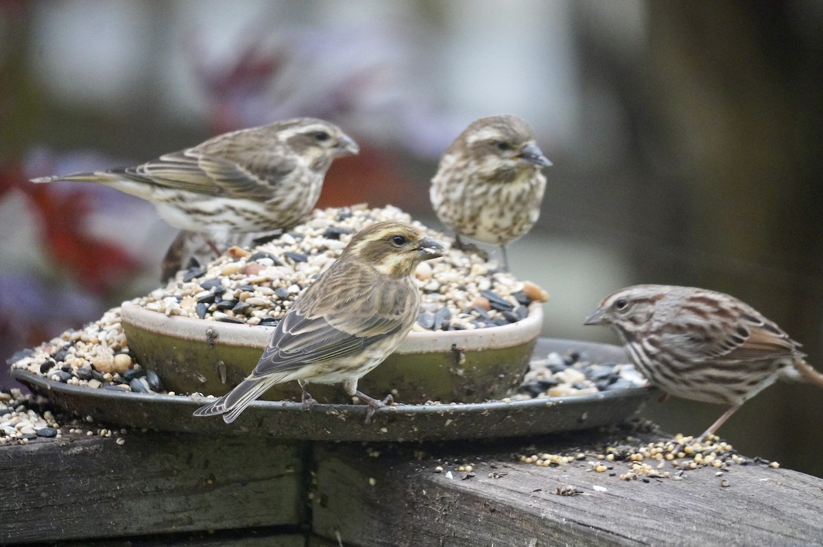 Purple Finch - ML644480783
