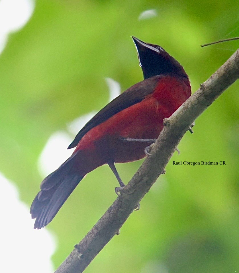 Crimson-backed Tanager - ML644480785