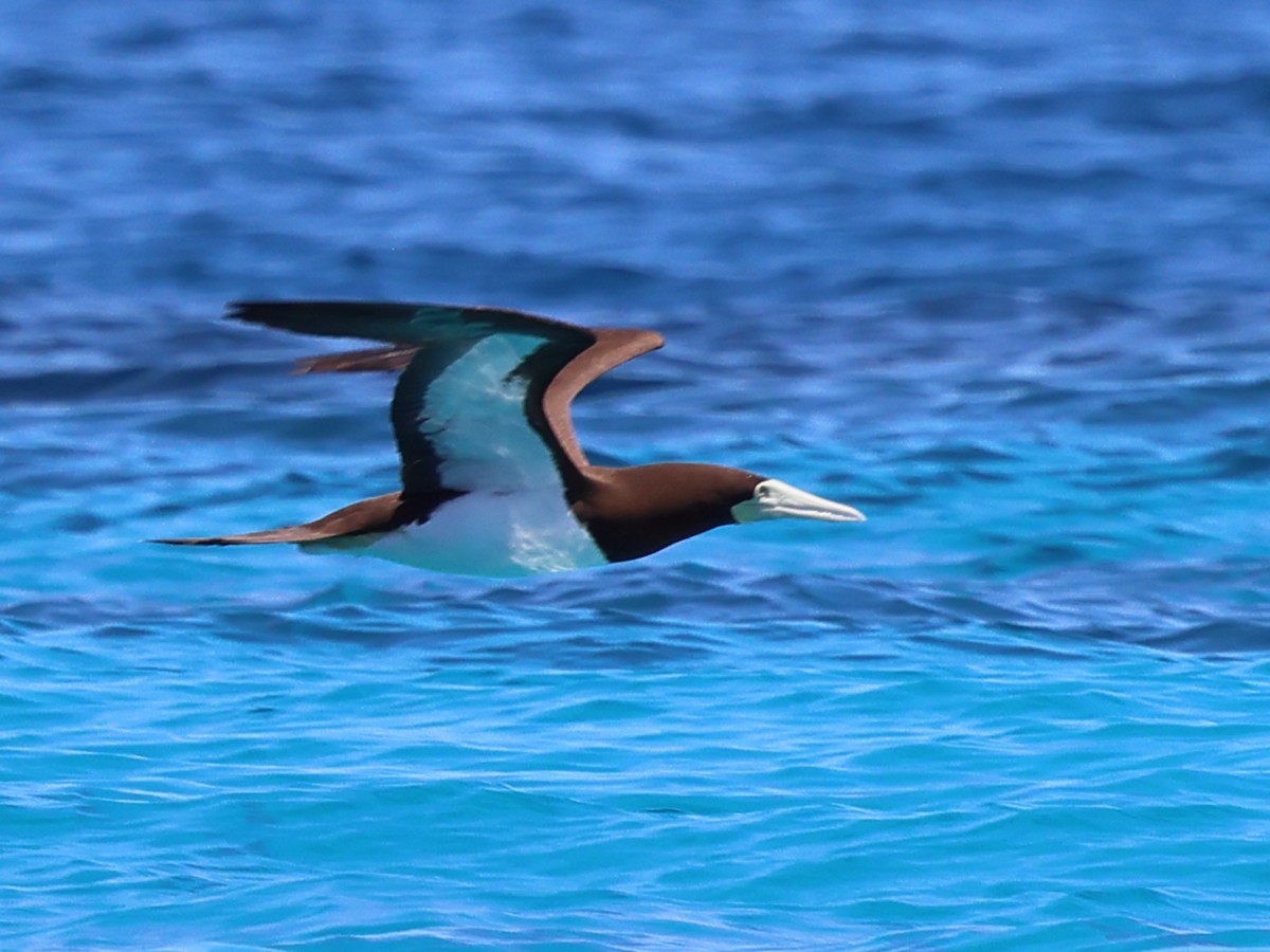 Brown Booby - ML644480787