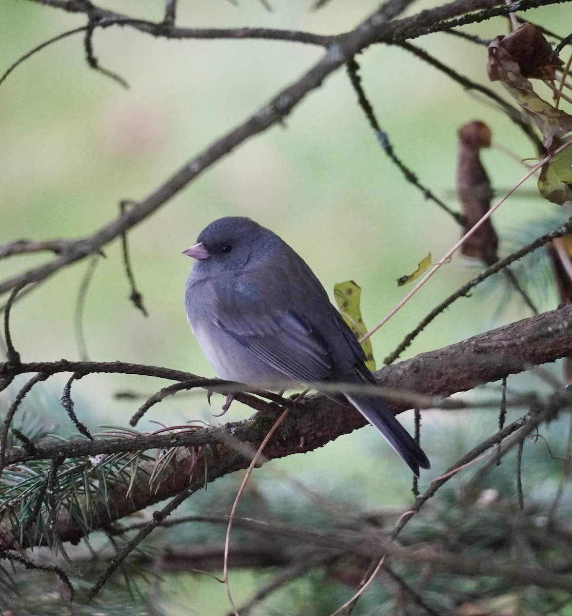 Dark-eyed Junco (Slate-colored) - ML644480789
