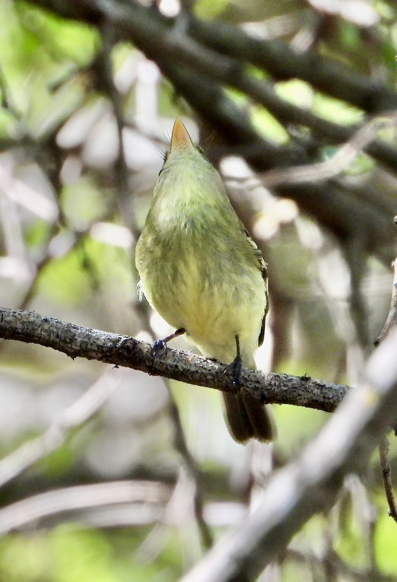 Mosquero Ventriamarillo - ML644480790