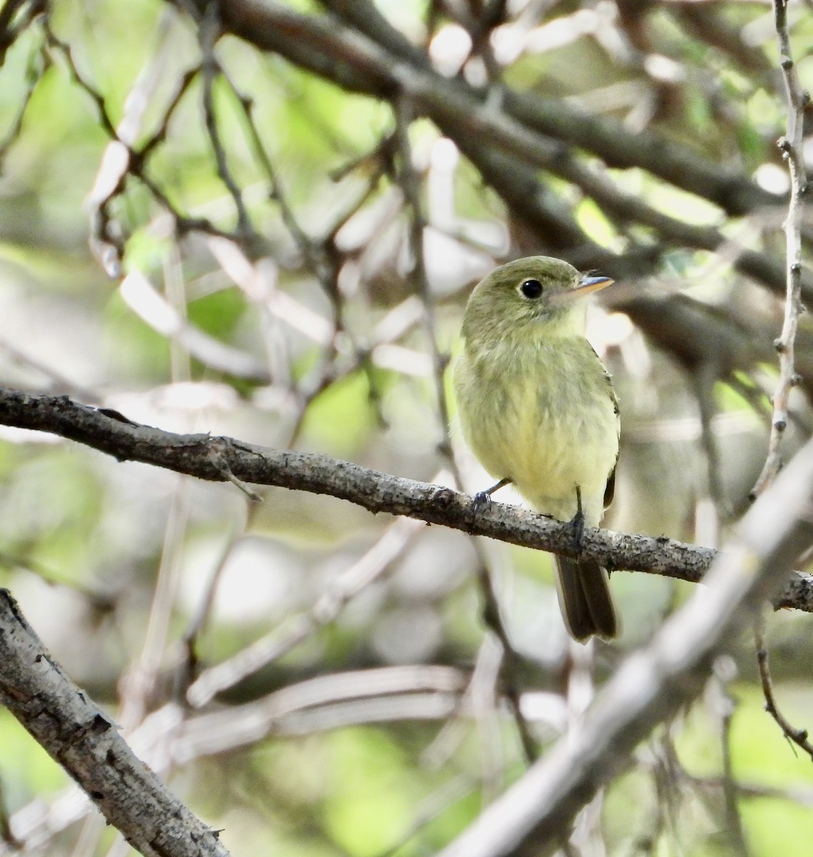 Mosquero Ventriamarillo - ML644480791