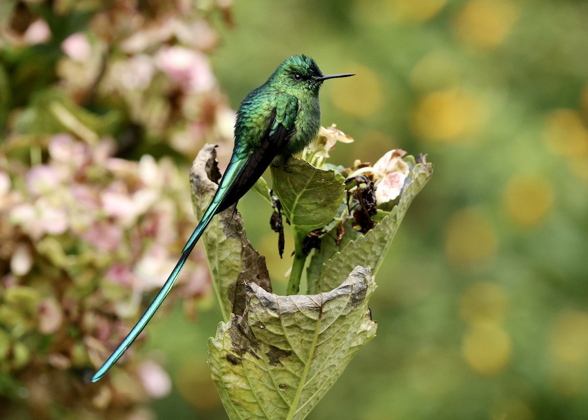 Long-tailed Sylph - ML644480792