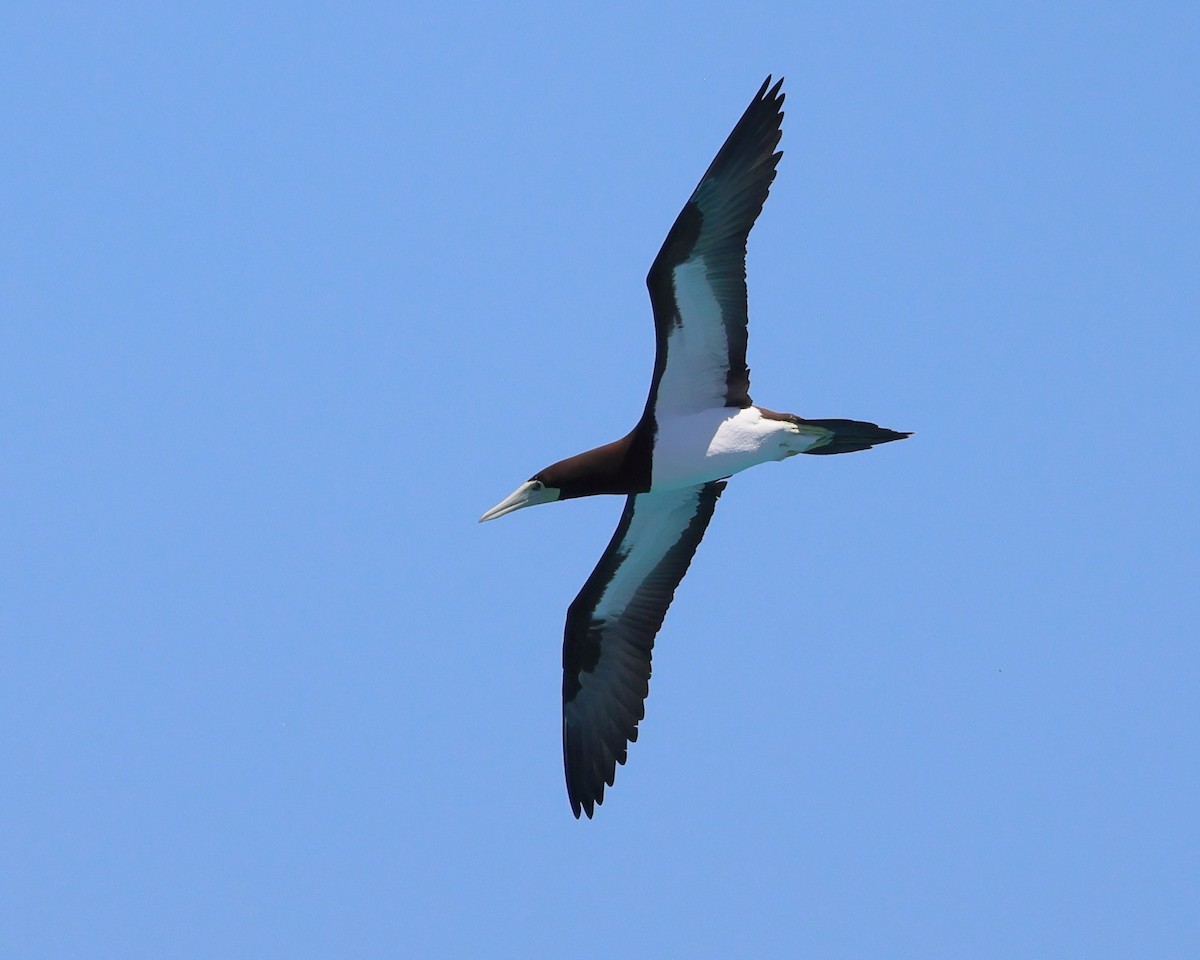 Brown Booby - ML644480793