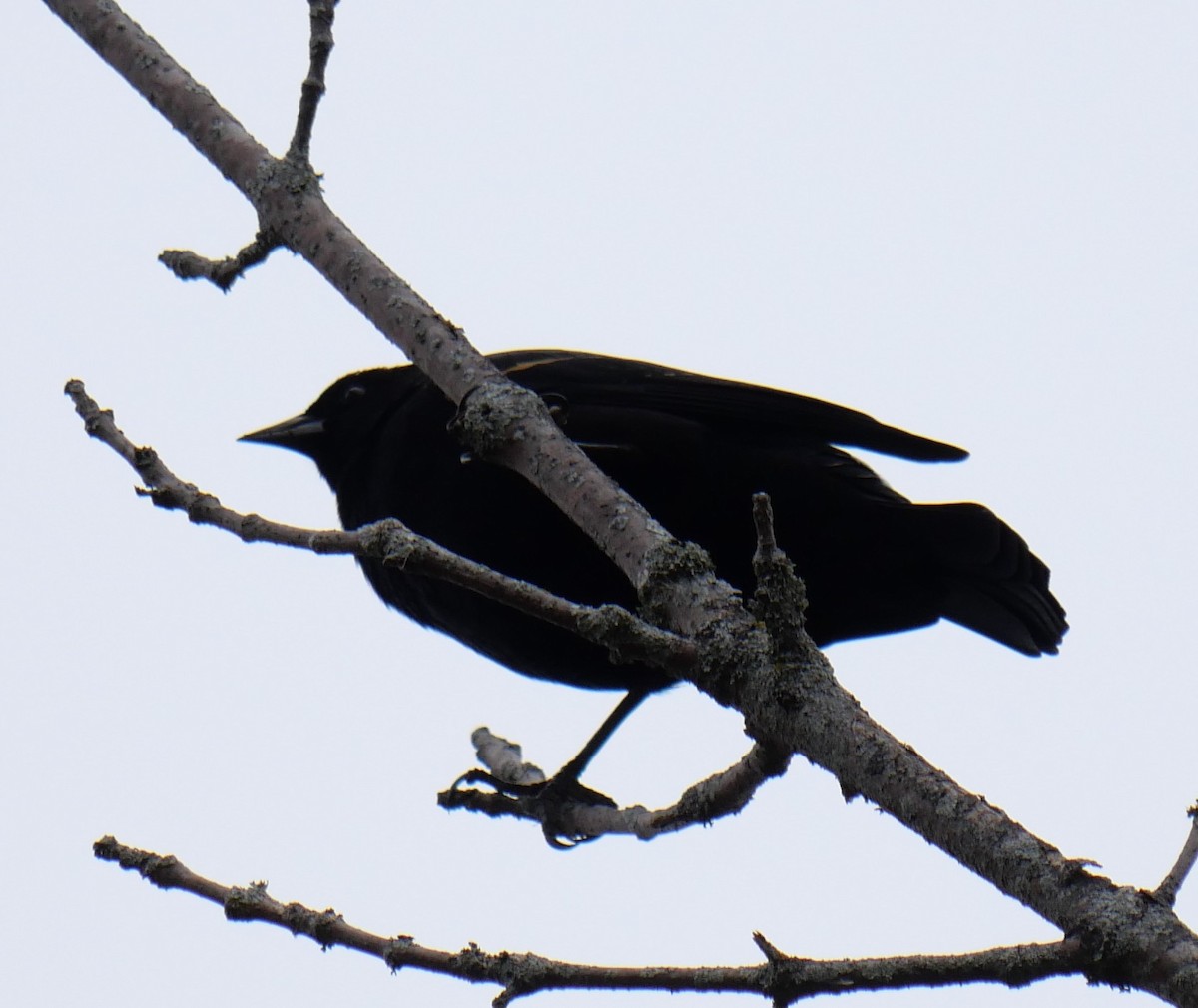 Red-winged Blackbird - ML644480794