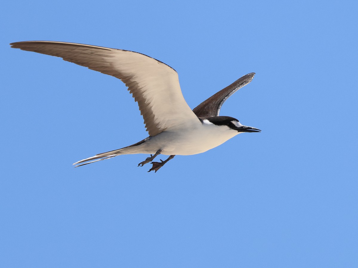 マミジロアジサシ - ML644480795