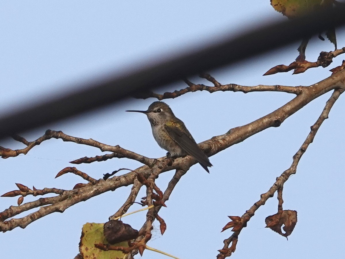 Anna's Hummingbird - ML644480796