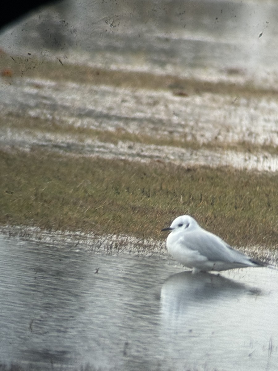 Gabbiano di Bonaparte - ML644480798