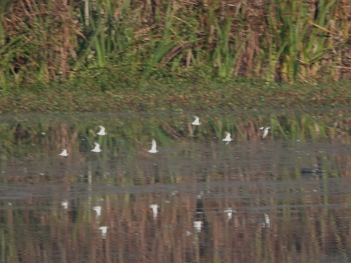 Least Sandpiper - ML644480802