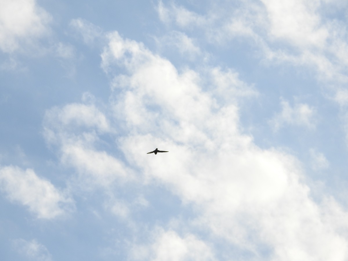 White-throated Needletail - ML644480807