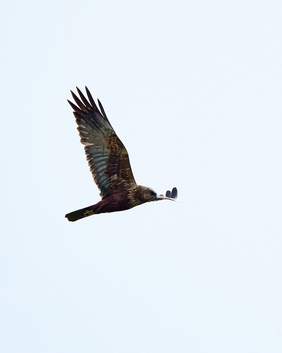 Zingira-mirotz eurasiarra - ML644480808