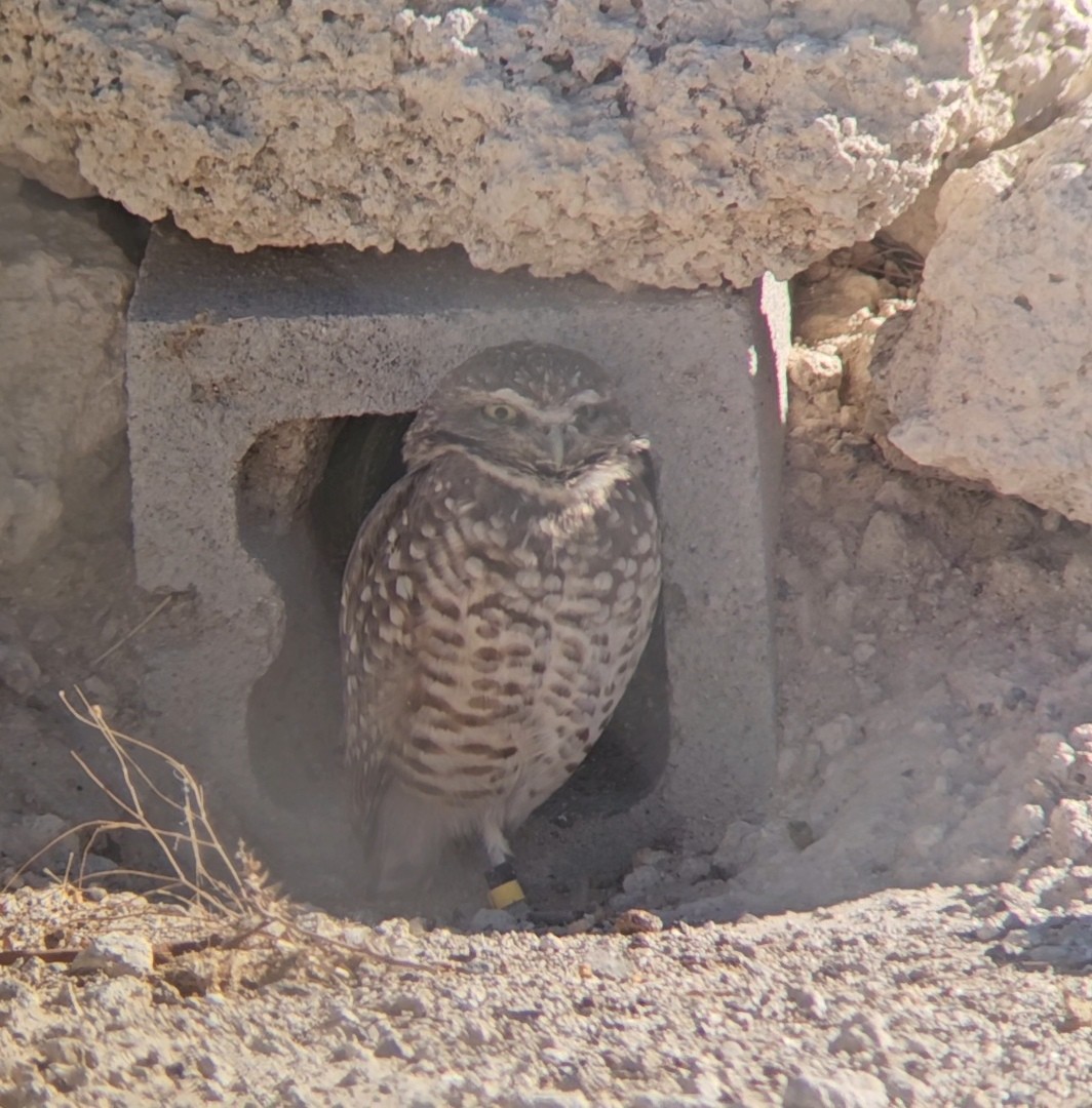 Burrowing Owl - ML644480822