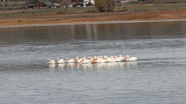 שקנאי אמריקני - ML644480825