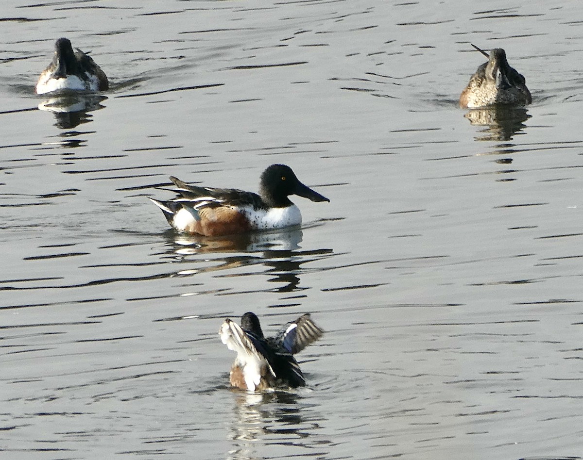 Northern Shoveler - ML644480827