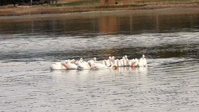 שקנאי אמריקני - ML644480828