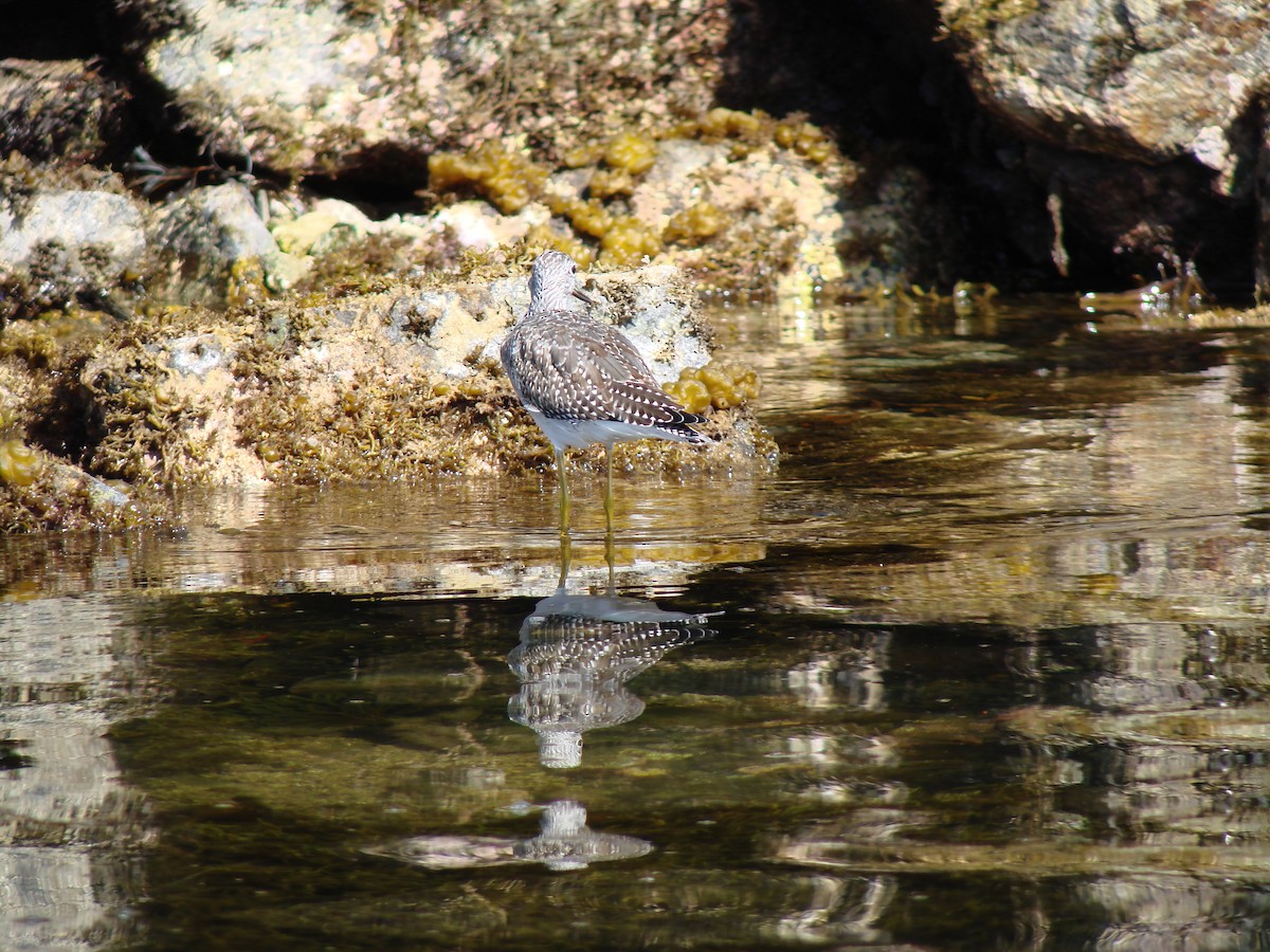 plystresnipe - ML644480833