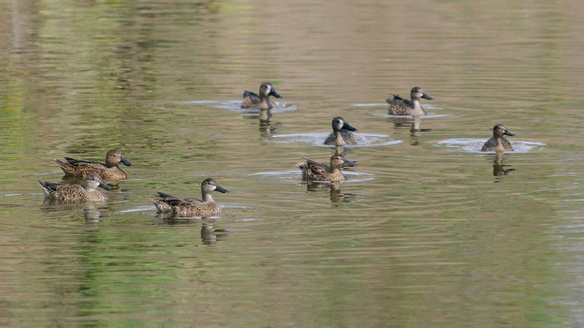 Blue-winged Teal - ML644480834