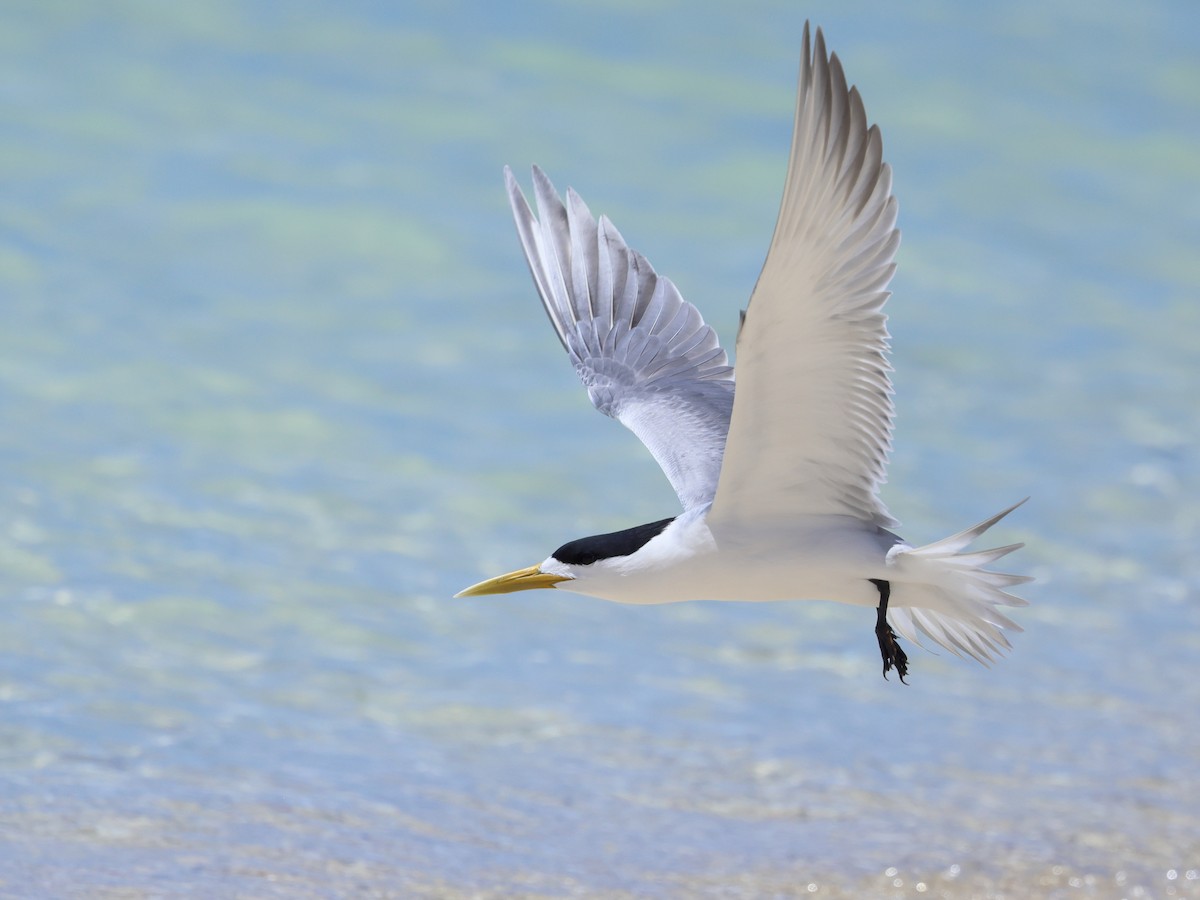 Great Crested Tern - ML644480840
