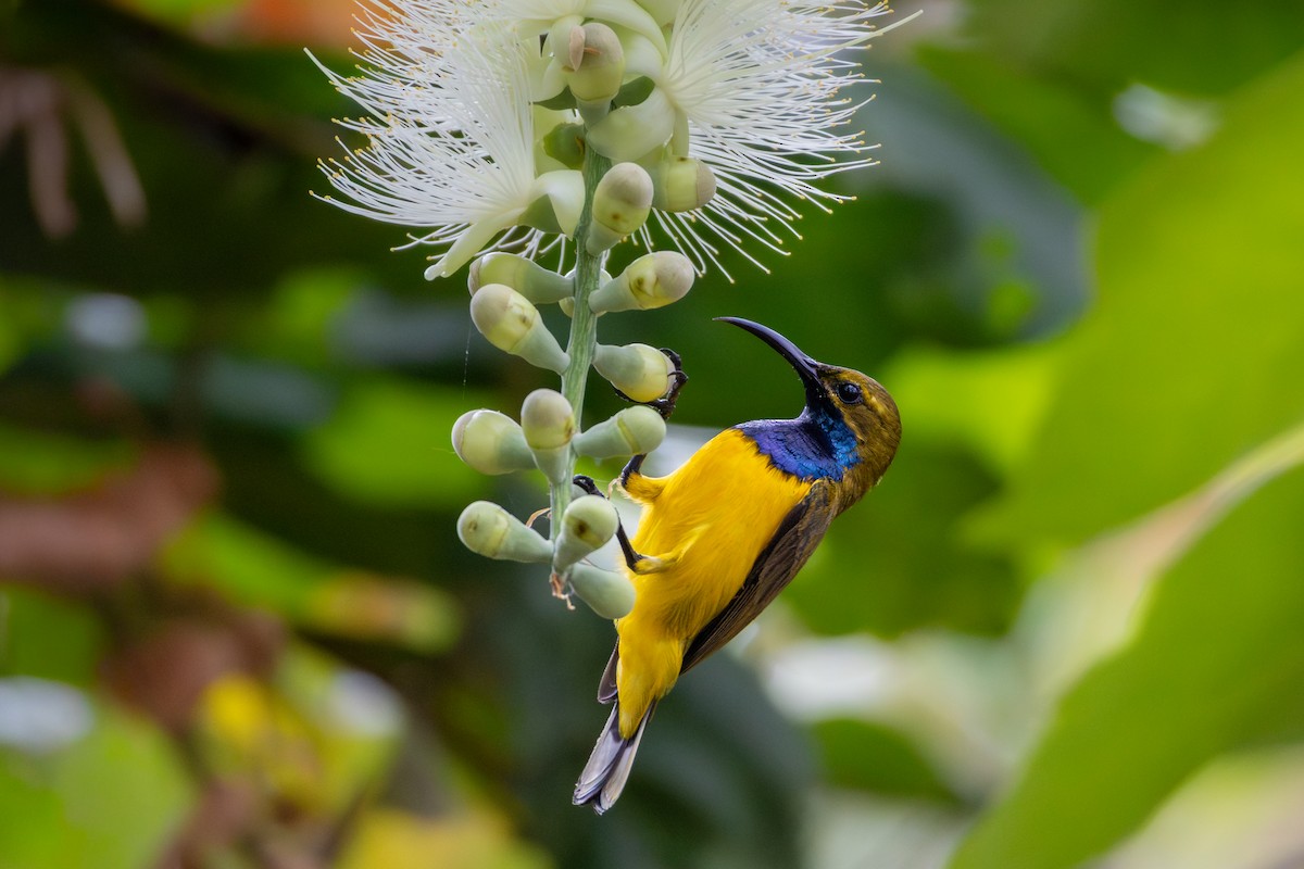 Sahul Sunbird - ML644480846