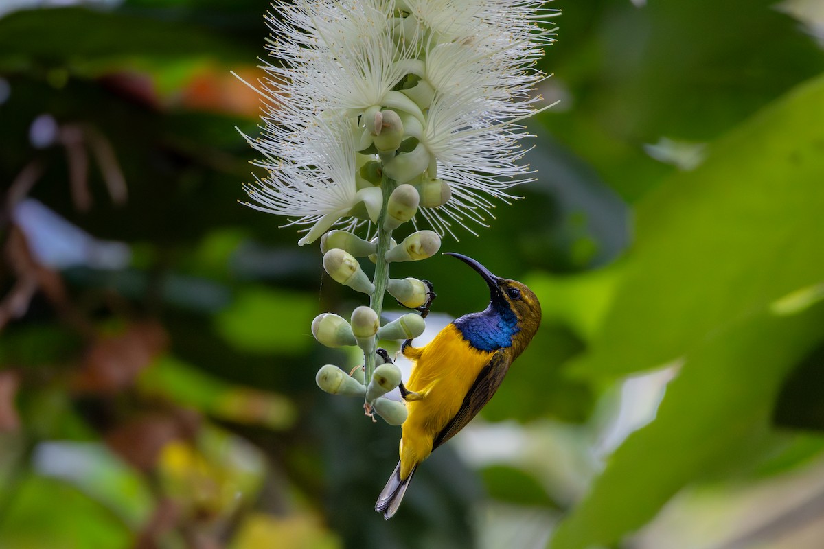 Sahul Sunbird - ML644480847