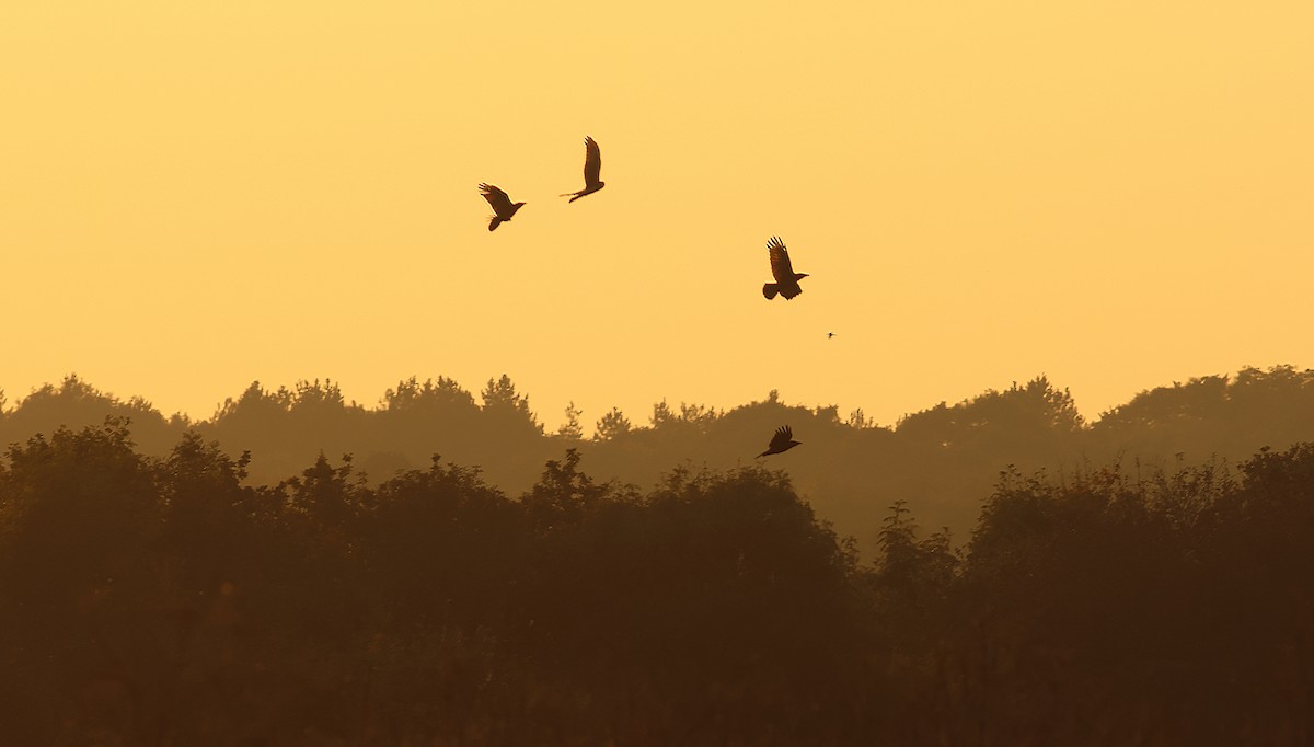 Hen Harrier - ML644480849