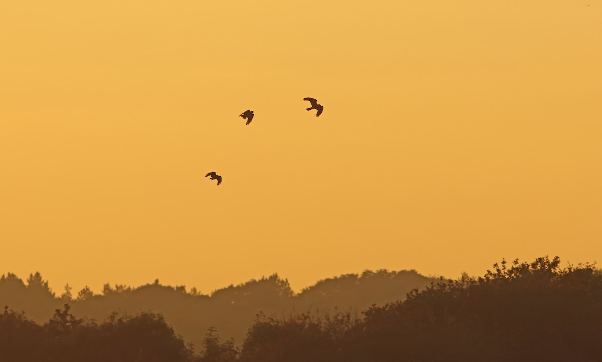 Hen Harrier - ML644480850