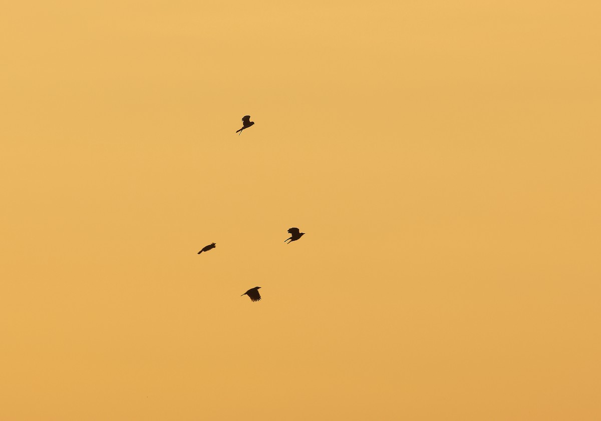 Hen Harrier - ML644480851