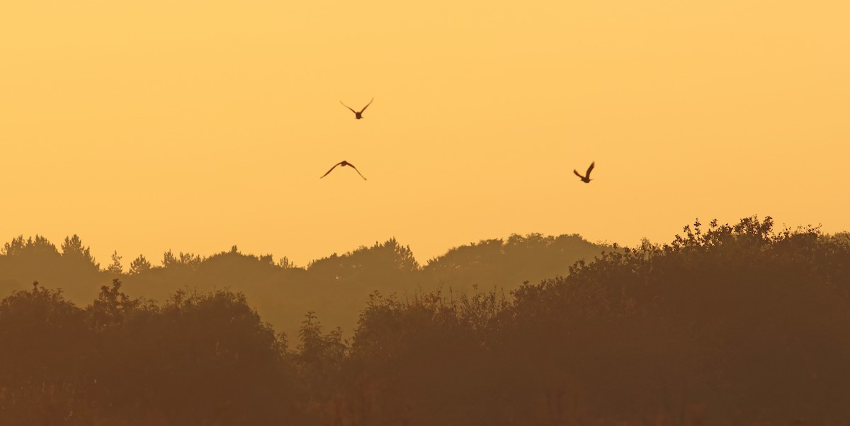 Hen Harrier - ML644480852