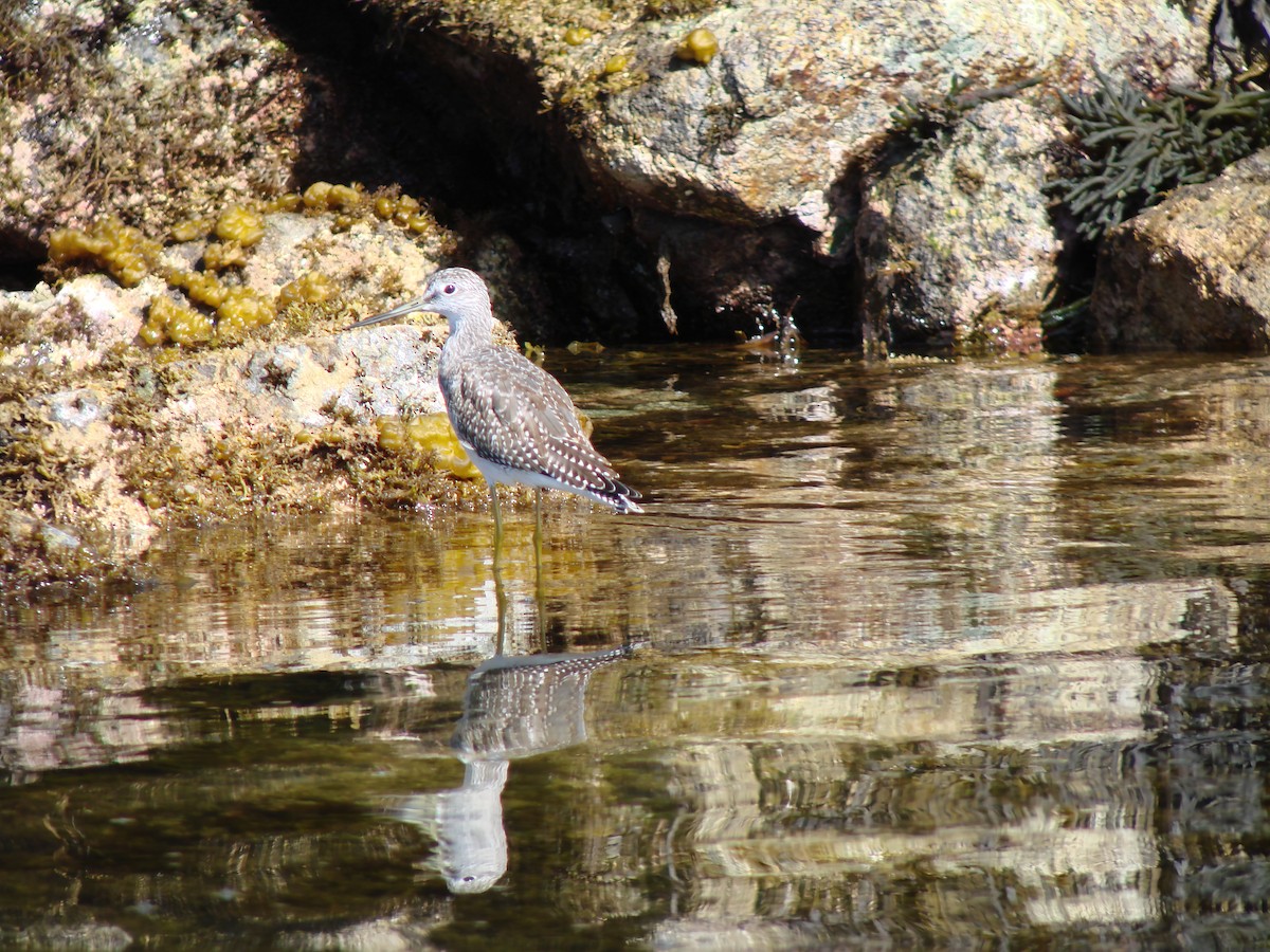 plystresnipe - ML644480864