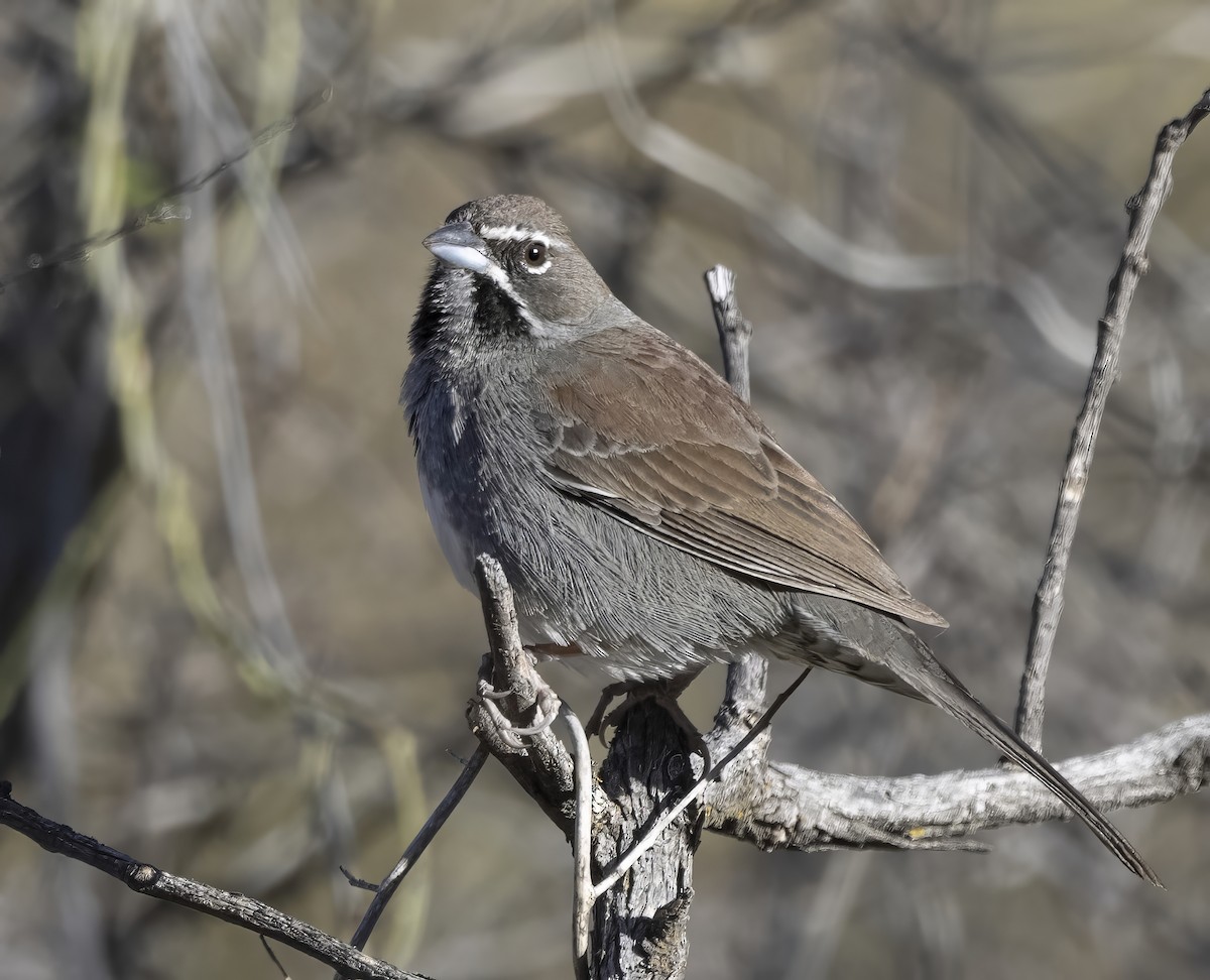 Five-striped Sparrow - ML644480865