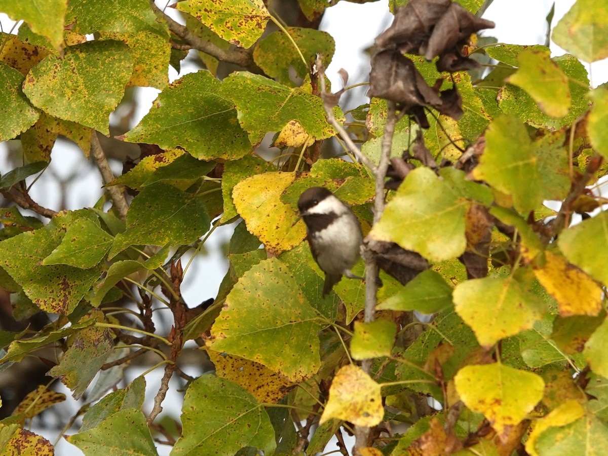 Chestnut-backed Chickadee - ML644480866
