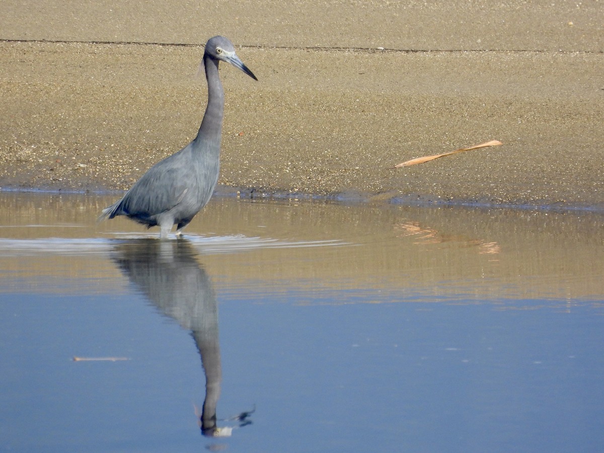 Little Blue Heron - ML644480867