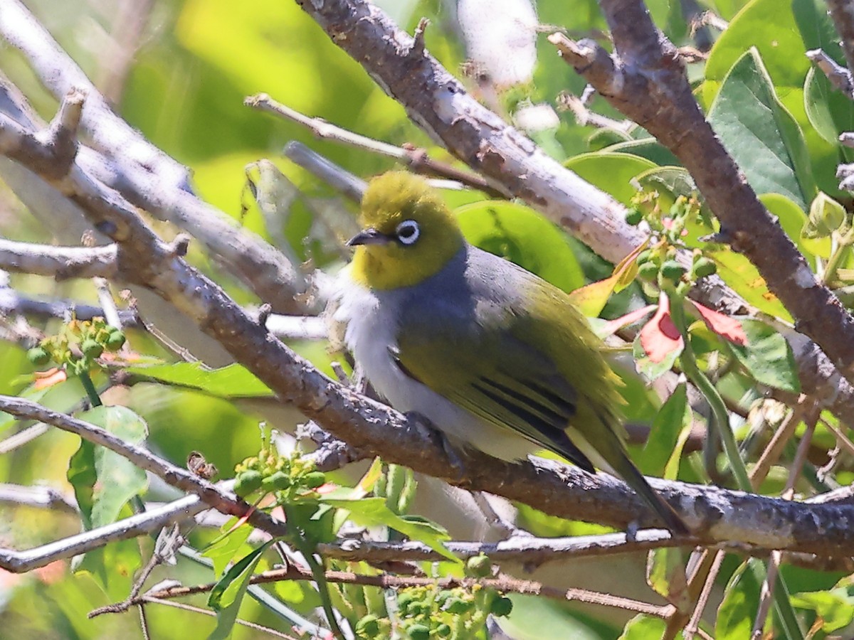 Silvereye - ML644480868