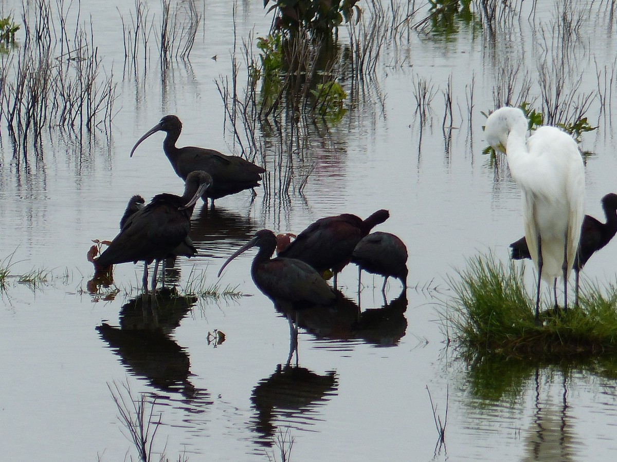 Гялаан билүүс - ML644480869