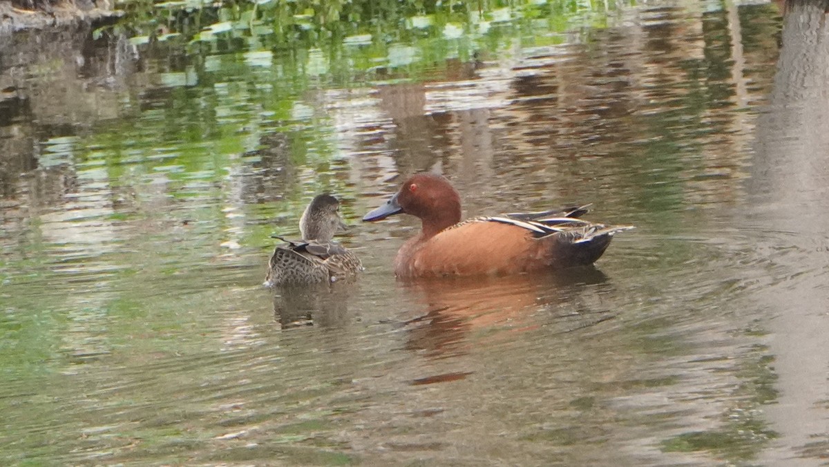 Cinnamon Teal - ML644480870
