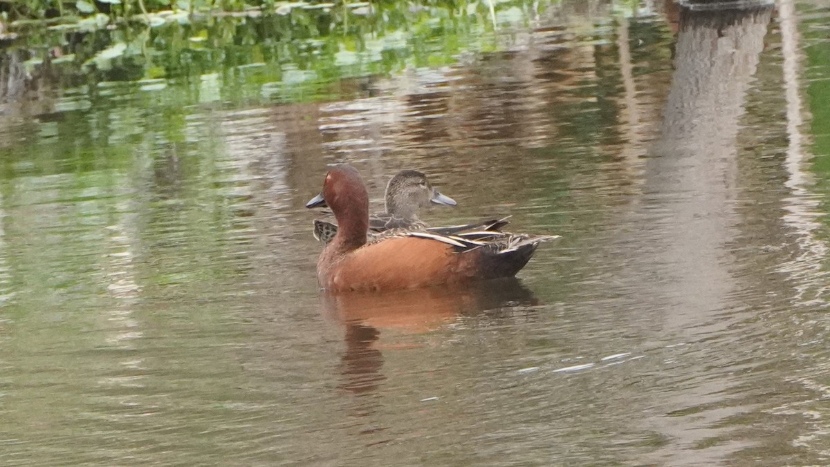Cinnamon Teal - ML644480871