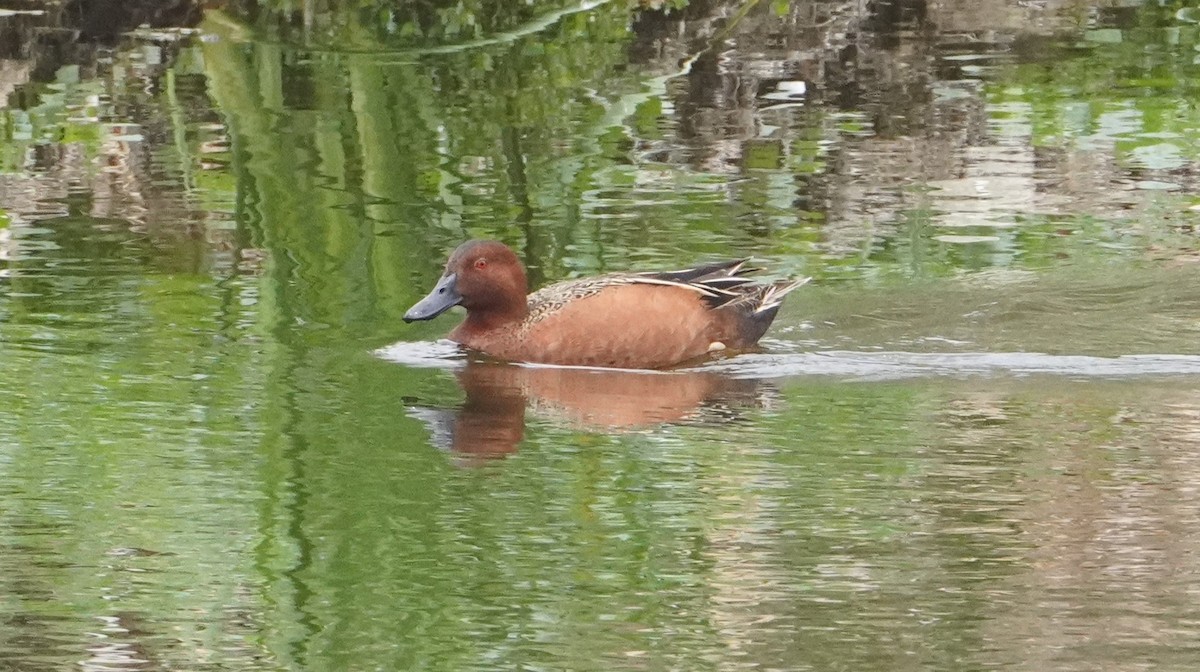 Cinnamon Teal - ML644480872