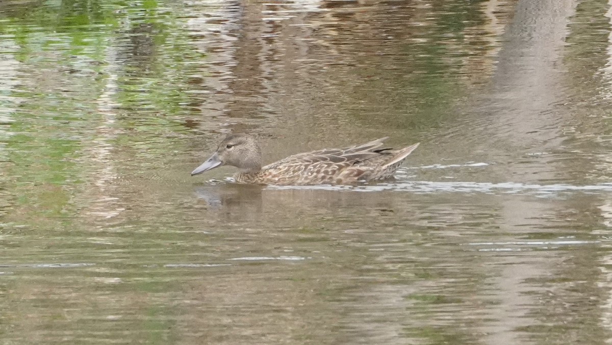 Cinnamon Teal - ML644480873