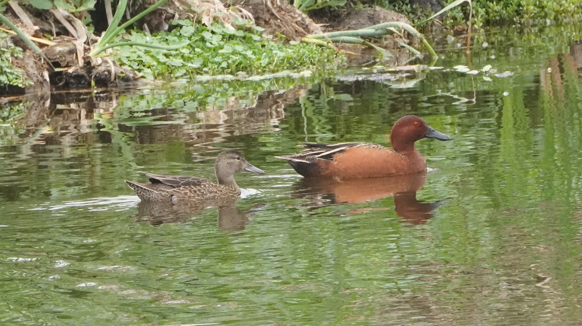 Cinnamon Teal - ML644480874