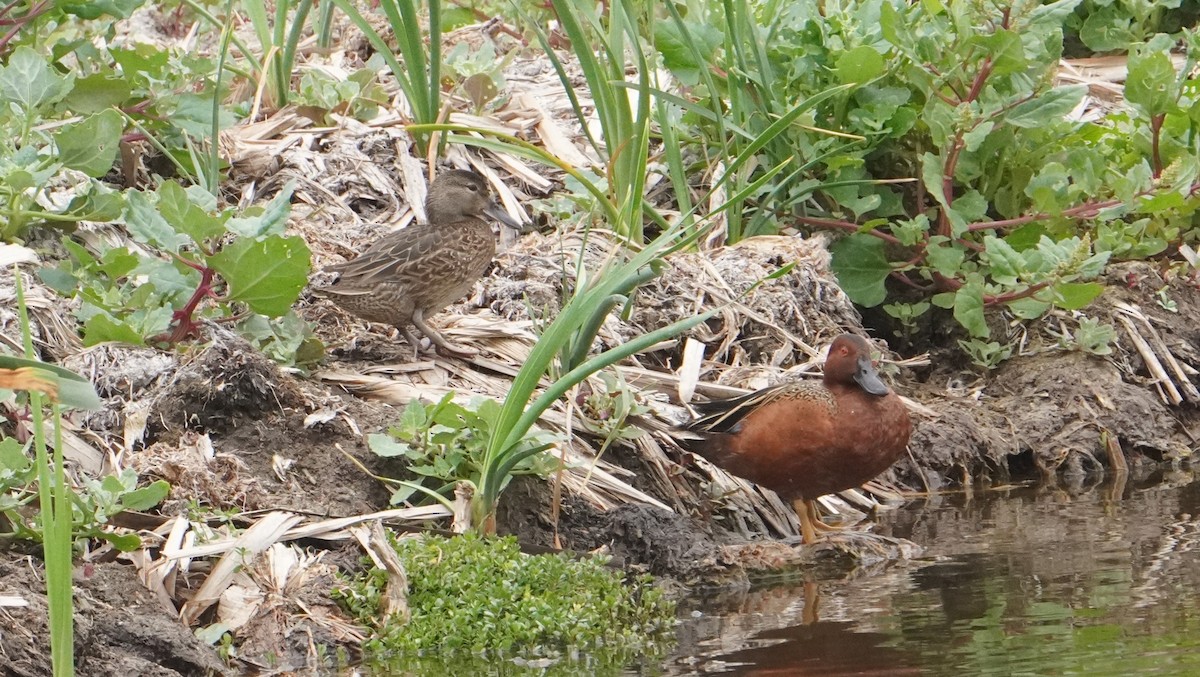 Cinnamon Teal - ML644480875