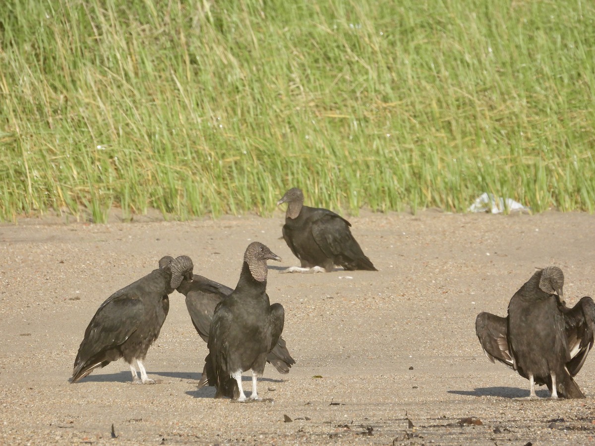 Black Vulture - ML644480878