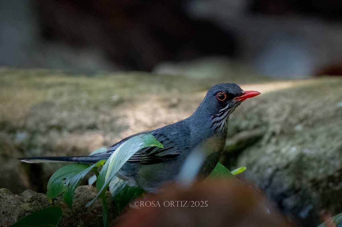 Eastern Red-legged Thrush - ML644480884