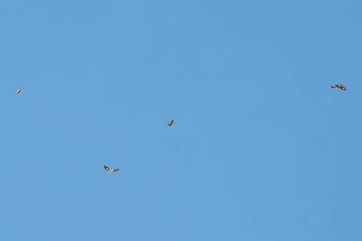 キビタイシメ - ML644480886