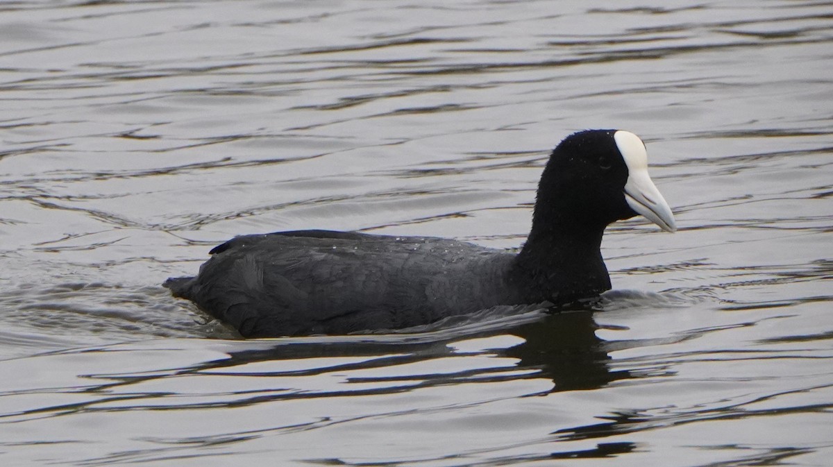 Slate-colored Coot - ML644480890