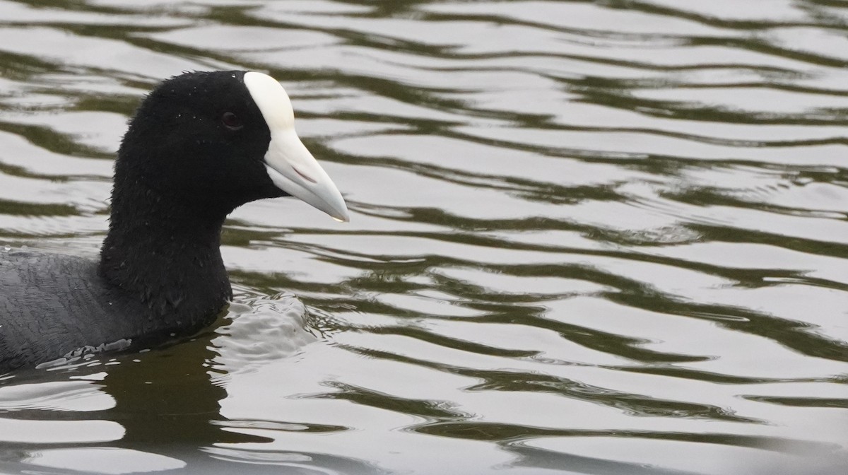 Slate-colored Coot - ML644480893