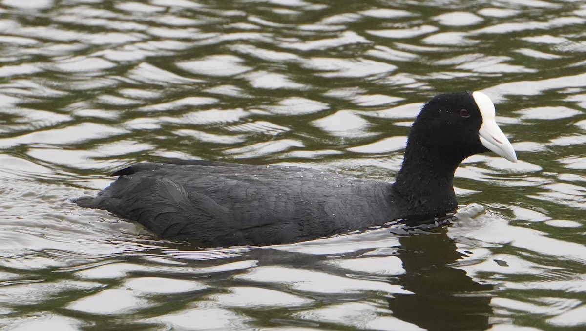 Slate-colored Coot - ML644480894